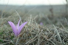 Colchicum bulbocodium versicolor