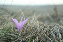 Colchicum bulbocodium versicolor