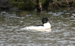 Mergus merganser
