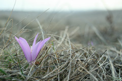 Colchicum bulbocodium versicolor
