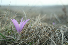 Colchicum bulbocodium versicolor