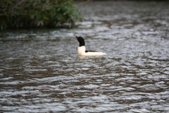 Mergus merganser