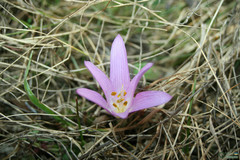 Colchicum bulbocodium versicolor