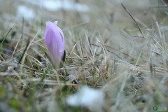 Colchicum bulbocodium versicolor
