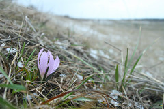 Colchicum bulbocodium