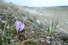 Colchicum bulbocodium versicolor
