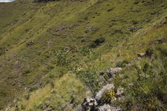 Polemannia simplicior