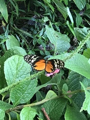 Heliconius hecale