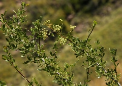 Polemannia simplicior