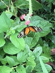 Heliconius hecale