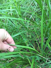 Carex lessoniana