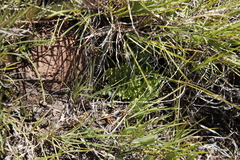 Trifolium burchellianum