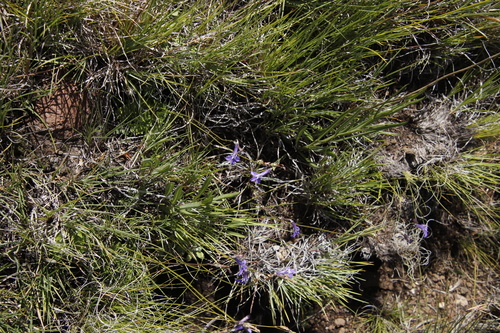 Lobelia preslii, photograph 4