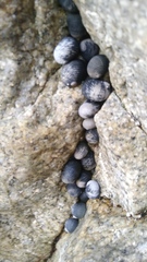 Nerita scabricosta