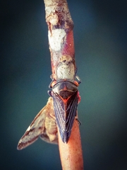 Eurymeloides lineata