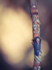 Eurymeloides lineata