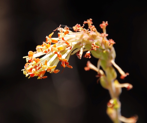 Image of Glumicalyx nutans by (c) Tony Rebelo, some rights reserved (CC BY-SA)