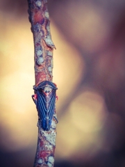 Eurymeloides lineata