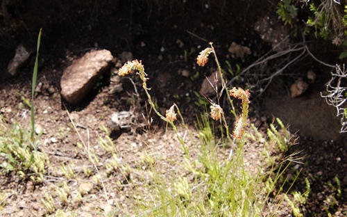 Glumicalyx nutans, photograph 6