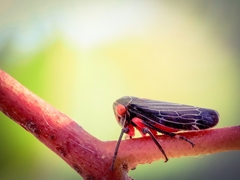 Eurymeloides lineata