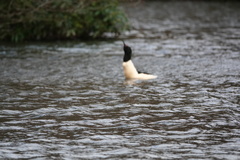Mergus merganser