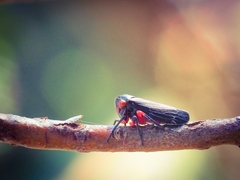 Eurymeloides lineata