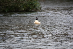Mergus merganser