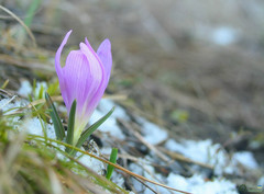 Colchicum bulbocodium versicolor