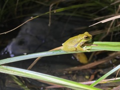 Ranoidea pearsoniana