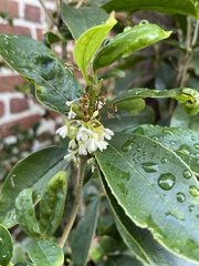 Osmanthus fragrans
