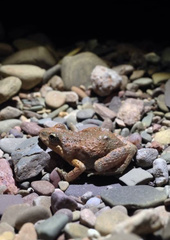 Crinia flindersensis