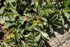 Sibbaldia parviflora