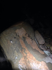 Crinia flindersensis