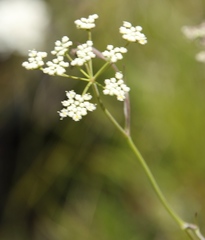 Pimpinella caffra