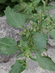 Chenopodiastrum murale