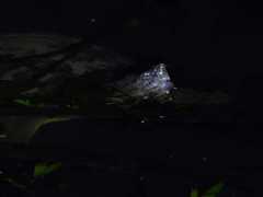 Chelydra acutirostris