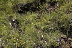 Pimpinella caffra