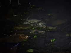 Chelydra acutirostris