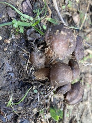 Pholiota subflammans
