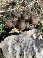 Pholiota subflammans