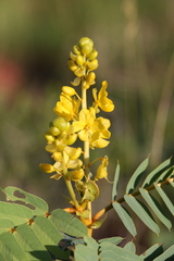 Senna venusta