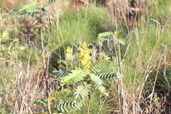 Senna venusta