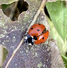 Coccinella septempunctata