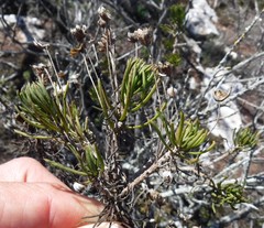 Euryops linifolius