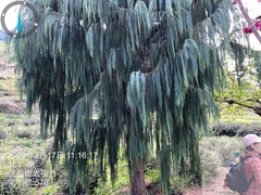 Cupressus cashmeriana