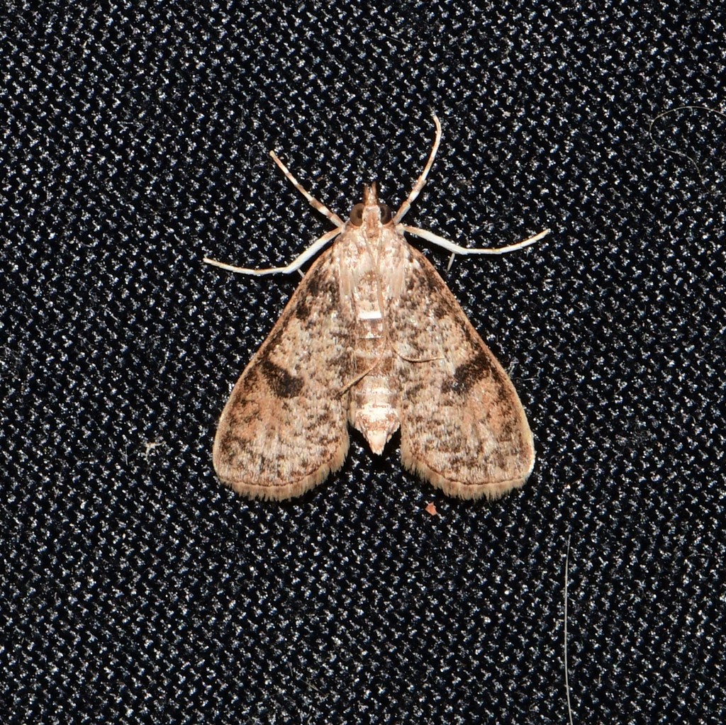 Freeman's Palpita Moth
