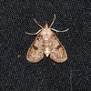 Freeman's Palpita Moth - Photo (c) Royal Tyler, some rights reserved (CC BY-NC-SA), uploaded by Royal Tyler