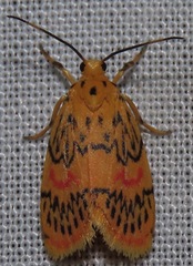 Barsinella mirabilis