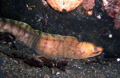 Gymnothorax moluccensis