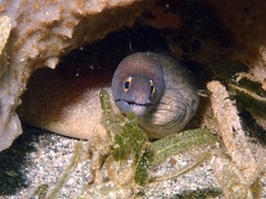Gymnothorax vicinus